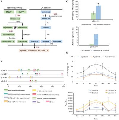 TcbZIP60 positively regulates pyrethrins biosynthesis in Tanacetum cinerariifolium